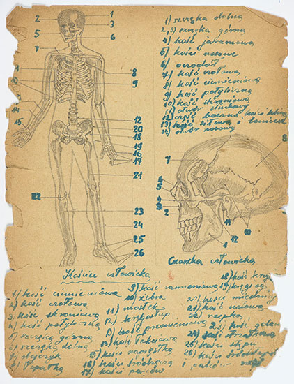 Drawings copied from an anatomy textbook by young Kuba (Jack) Jaget while in hiding