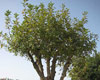 Árbol plantado
en Yad Vashem, en honor al movimiento clandestino danés.