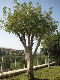 Árbol plantado 
en Yad Vashem, en honor al movimiento clandestino danés.